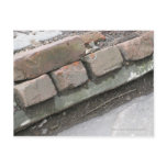Brick Wall Postcards