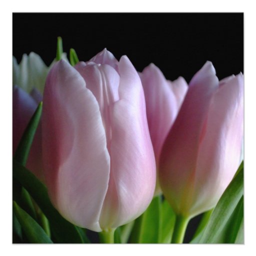 Bridal Shower Invitation