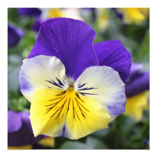 Bridal shower invitation, blue pansy flower