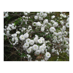 Bridal Wreath Blooms print