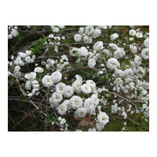 Bridal Wreath Blooms print
