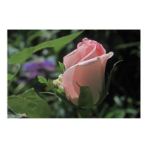 Bride's Dream Rose Bud Poster posters