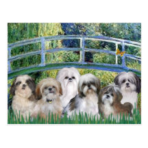 Bridge - 6 Shih tzus Postcard