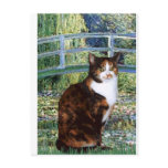 calico, calico cat, american short haired cats,