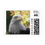 Brids 008 Bald Eagle Stamp