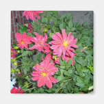 Bright and beautiful pink dahlia flowers magnet