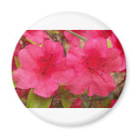 Bright Azaleas magnets