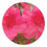 Bright Azaleas Stickers