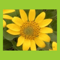 Bright Balsam Root Poster posters