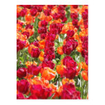 Bright Bed Tulip Flowers Post Card