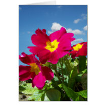 Bright Bloom cards