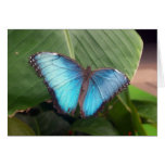 Bright-blue butterfly - Kew Gardens Cards