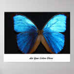 Bright Blue Butterfly Poster