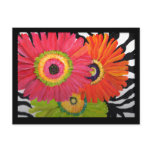Bright & Colorful Gerbera Daisies Postcard