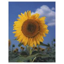 Bright colorful sunflower full color flyer