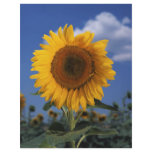 Bright colorful sunflower full color flyer