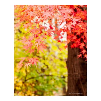 Bright colors of Japanese maple tree in autumn Poster