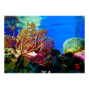 Bright Coral posters