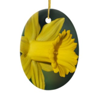 Bright daffodil and its meaning