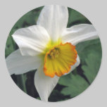 Bright Daffodil stickers