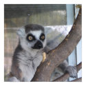Bright eyed Lemur posters by Sanjo_Gallery Bright eyed Lemur posters