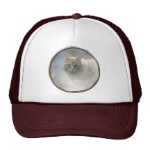 Bright Eyes Cat hat ...© Angel Honey, 2010
