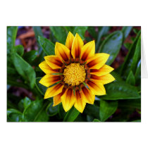 Bright Flower cards