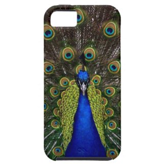 Bright girly pretty peacock bird nature photograph iphone 5 cover
