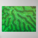 Bright Green Brain Coral Print