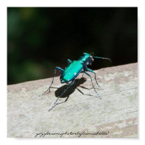 Bright Green Bug posters by photosbyleamichelle Bright Green Bug posters