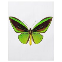 Bright Green Butterfly flyers