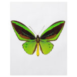 Bright Green Butterfly Personalized Flyer