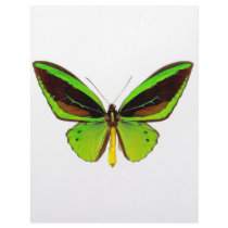 Bright Green Butterfly letterhead