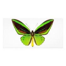 Bright Green Butterfly Customized Photo Card