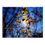 Bright leaves at 8-mile creek postcard