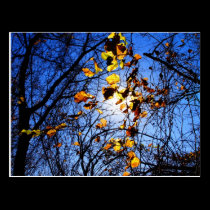 Bright leaves at 8-mile creek postcards
