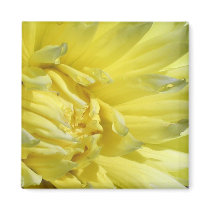 Bright, Lemon Yellow Dahlia magnets by charlesblack7 Bright, Lemon Yellow Dahlia magnets
