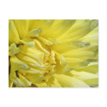 Bright, Lemon Yellow Dahlia postcards by charlesblack7 Bright, Lemon Yellow Dahlia postcards