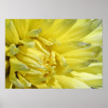 Bright, Lemon Yellow Dahlia posters
