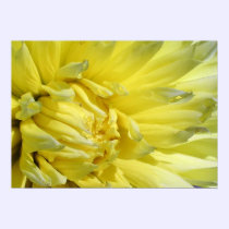 Bright, Lemon Yellow Dahlia posters
