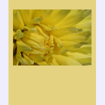 Bright, Lemon Yellow Dahlia t-shirts