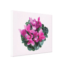 Bright Magenta Cyclamen Canvas Prints