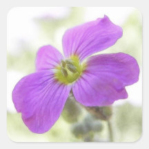 Bright Magenta Rock Cress Flower Square Sticker