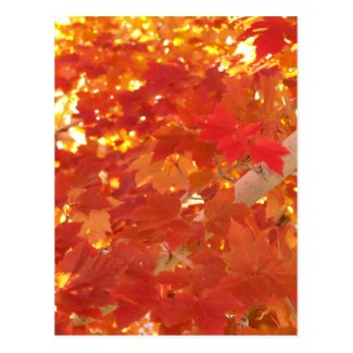 Bright Maple Leaves Postcards