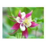 Bright McKana Type Columbine Postcards