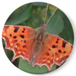Bright orange butterfly. Comma. buttons