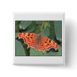 Bright orange butterfly. Comma. buttons