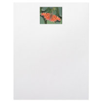 Bright orange butterfly. Comma. Customized Letterhead