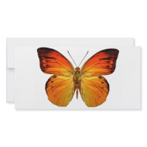 Bright Orange Butterfly Personalized Photo Card