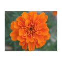 Bright Orange Flower postcards by coachstarkie Bright Orange Flower postcards